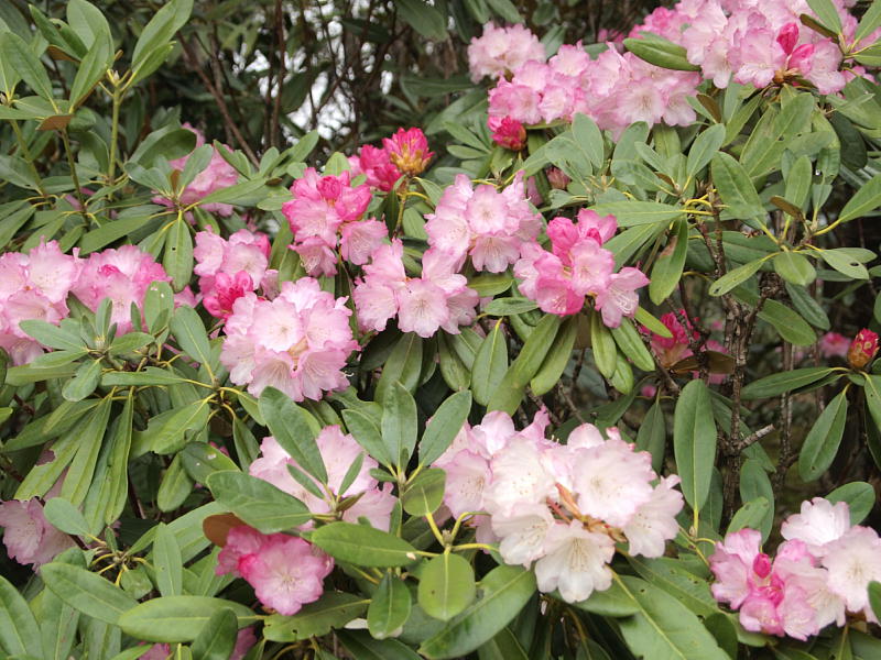 開善寺の花 控え室 シャクナゲが咲き出し この種類は 満開になった 14 04 18