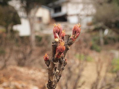 ܥο 2015/03/09