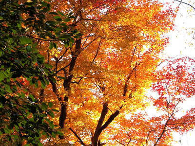 ߥʥǡ 2012/11/10