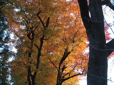 ߥʥǡ 2012/11/10