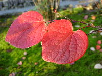 紅マンサクの葉
