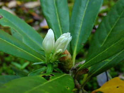 白花竜胆の花